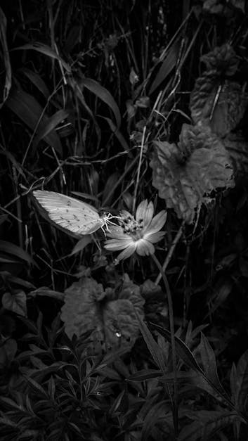 Free stock photo of black and white, butterflies, butterfly