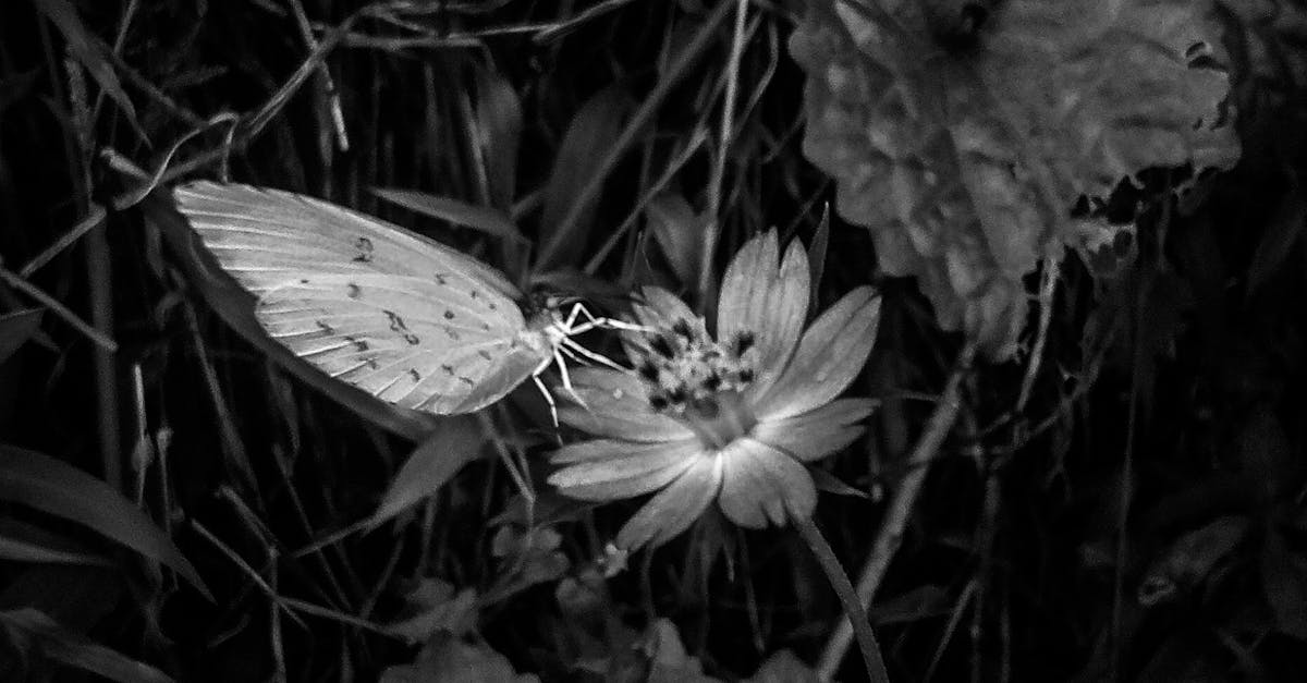 Free stock photo of black and white, butterflies, butterfly