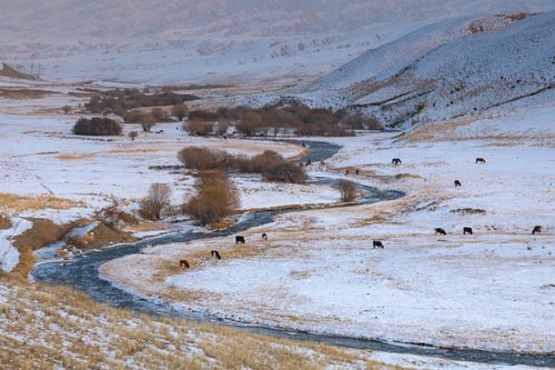 Free A serene winter scene of grazing horses by a river in Kyrgyzstan's snowy landscape. Stock Photo
