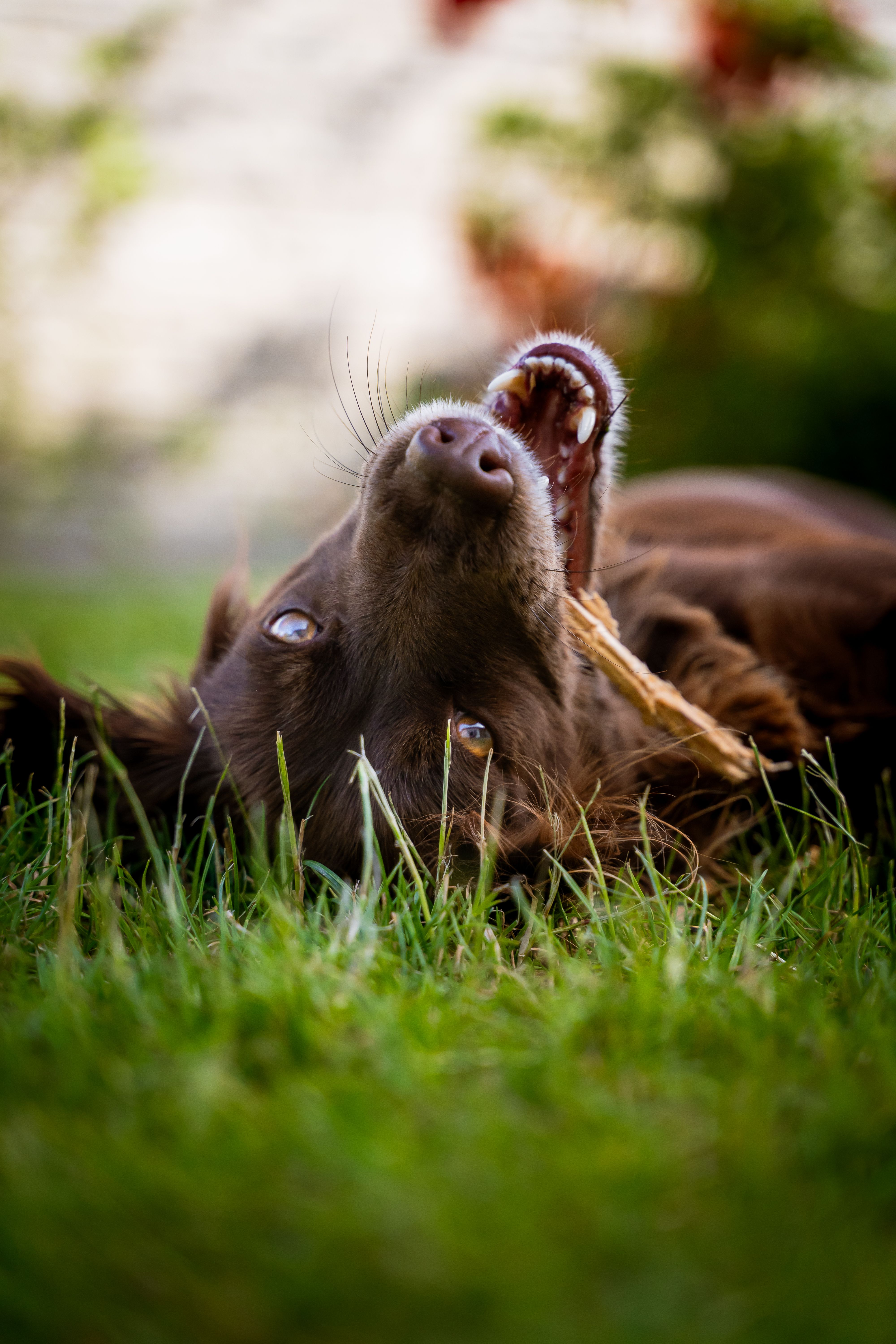A happy brown dog chewing on a stick while lying playfully on lush green grass.