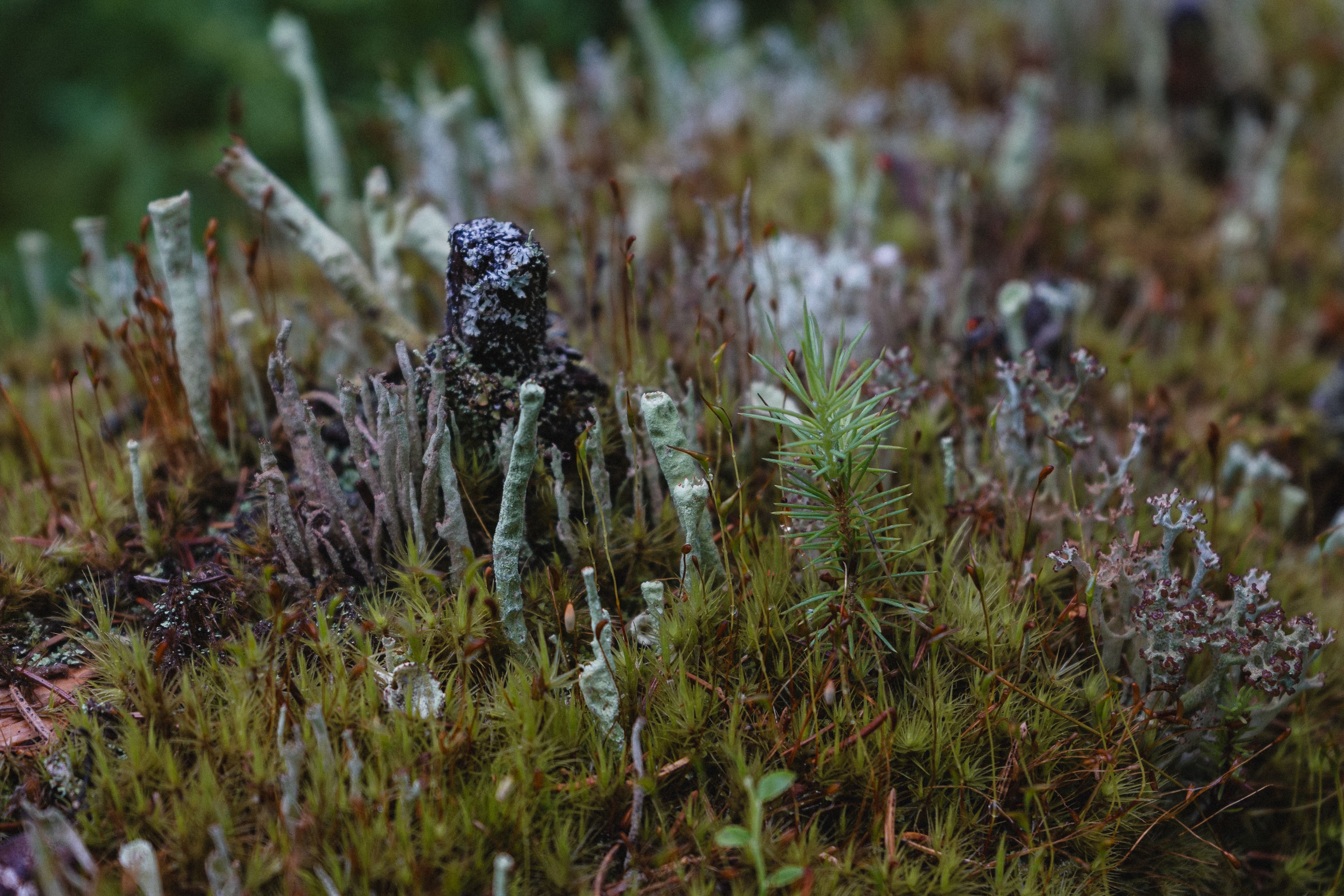Detailed view of diverse moss and lichen in a Norwegian forest showcasing natural biodiversity.