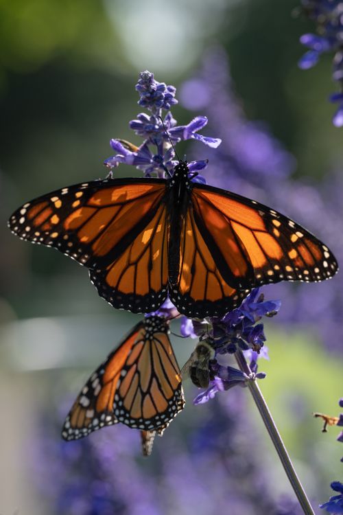 Free Close-up of vibrant monarch butterflies perched on a purple flower, showcasing their striking orange wings. Stock Photo