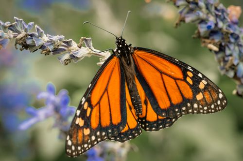 Free Close-up of a monarch butterfly on a lavender flower, showcasing vibrant orange wings. Stock Photo