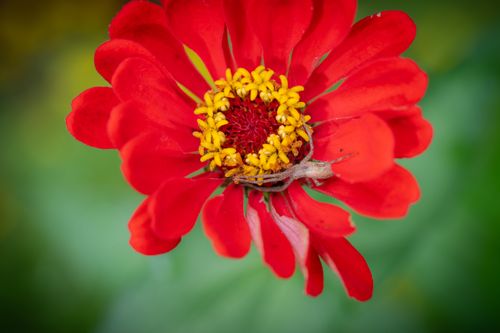 Free Macro photograph of a vibrant red zinnia flower with detailed petals and bright yellow center. Stock Photo