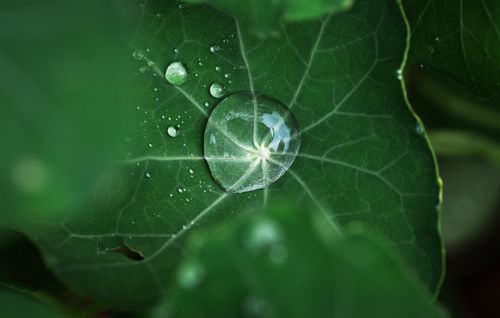 Free Macro shot capturing dew resting on a green leaf, showcasing intricate leaf patterns and water droplets. Stock Photo