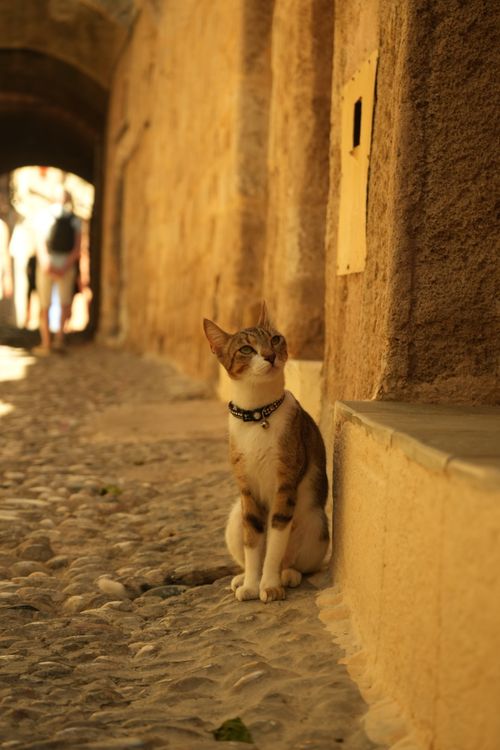 Free A domestic cat poses in a sunlit stone alley, capturing rustic charm and tranquility. Stock Photo