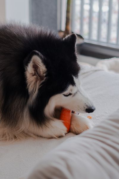 Husky chewing a toy