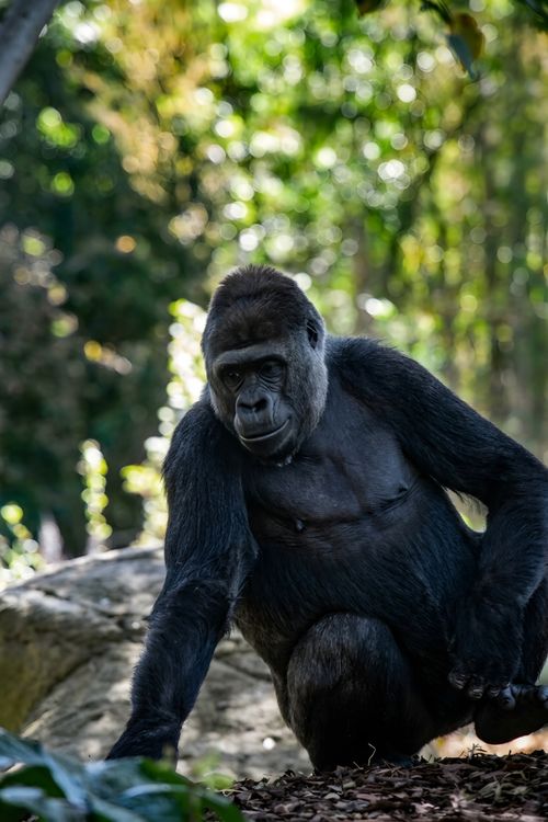 Free Majestic gorilla in a zoo setting, surrounded by lush greenery. Stock Photo