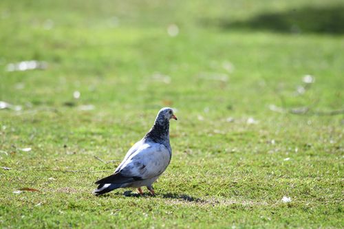 Free A solitary pigeon enjoys the sunlight on a lush green field. Stock Photo