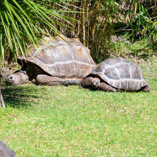 Free Two giant tortoises basking in the sun on lush green grass surrounded by tropical foliage. Stock Photo