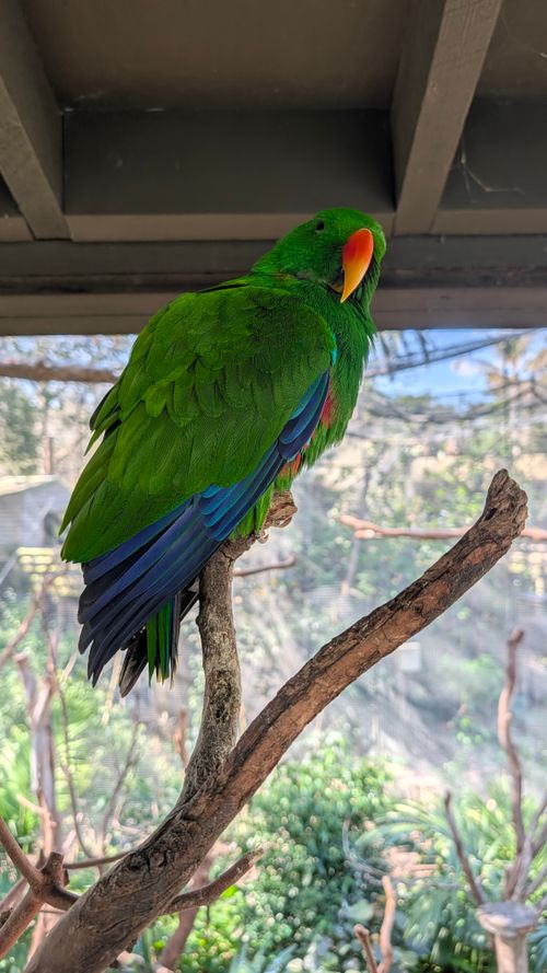 Free Colorful Eclectus parrot perched indoors, showcasing vibrant plumage. Ideal for nature enthusiasts. Stock Photo