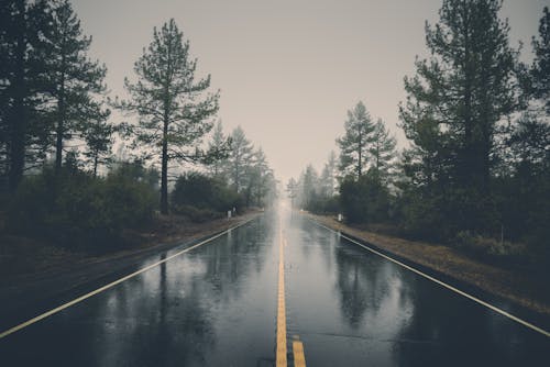 Free Road Between Pine Trees Stock Photo