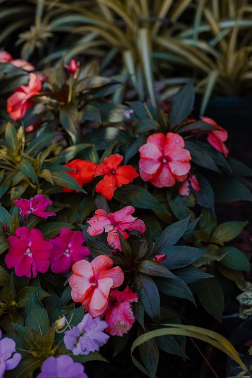 Free A colorful display of blooming impatiens flowers in a lush outdoor garden setting. Stock Photo