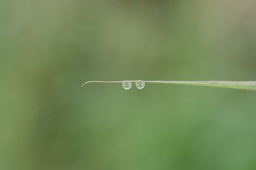Free Close-up of morning dew droplets balancing delicately on a slender grass blade with a green blurred background. Stock Photo