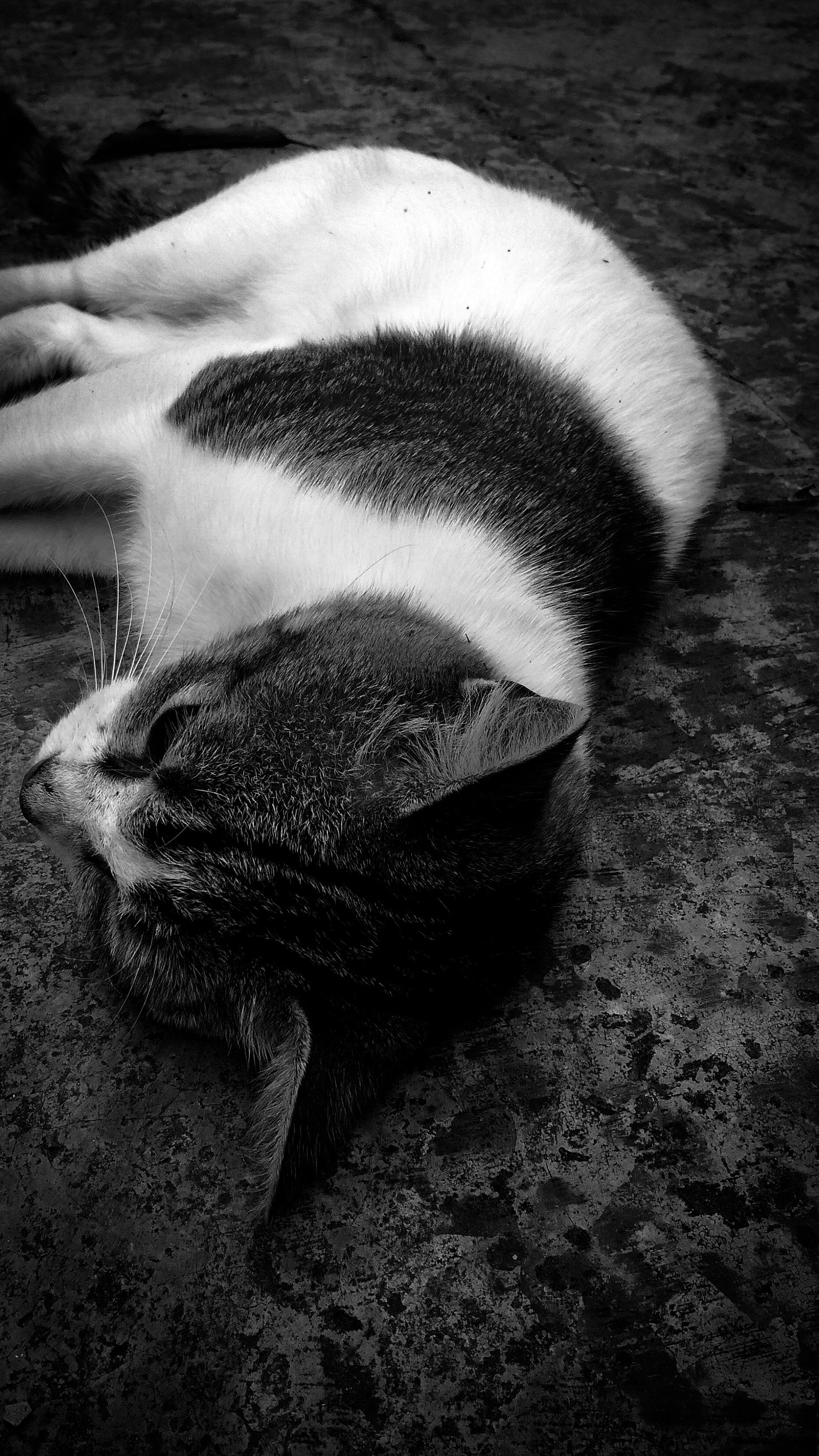 Free Stock Photo Of Animal Portrait Animals Black And White