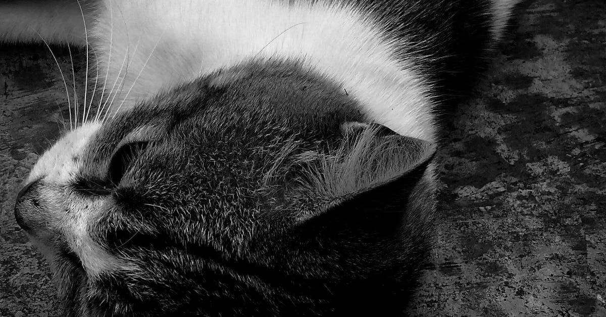 Free stock photo of animal portrait, animals, black and white