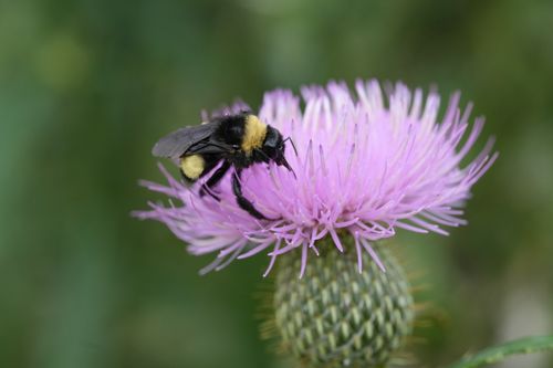 Free A bumblebee collecting nectar from a blooming thistle flower in a natural setting. Stock Photo
