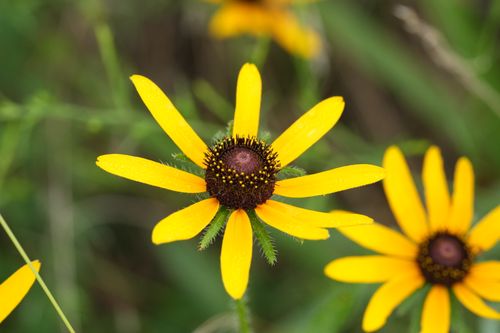 Free Vibrant Black-Eyed Susan flowers with yellow petals captured in close-up outdoors. Stock Photo