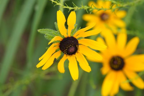 Free Close-up of vivid yellow Black-Eyed Susan flowers in a lush green setting, showcasing nature's beauty. Stock Photo