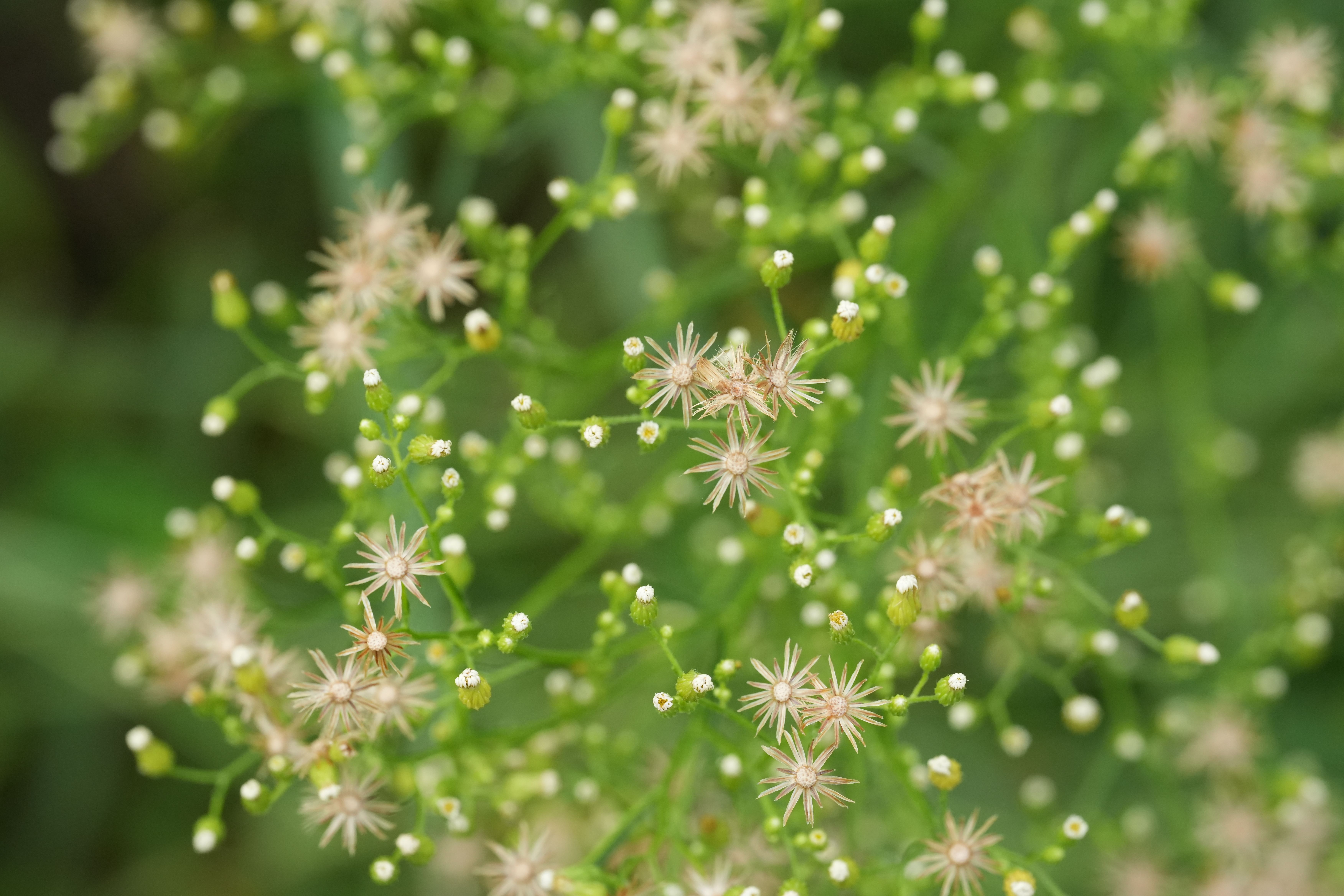 Fotomural Fotografía macro de diminutas flores silvestres con delicados pétalos, que muestra los intrincados detalles de la naturaleza.