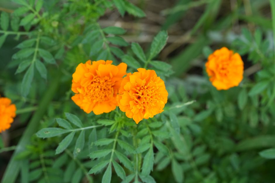 Benefits of Annual Plants for Birds