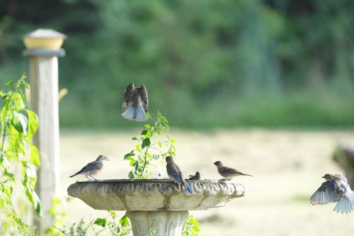 Free A serene scene of sparrows bathing and flying around a garden birdbath. Stock Photo