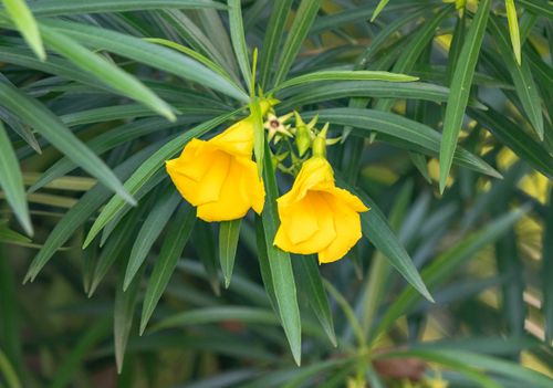 Free Vibrant yellow Allamanda flowers with lush green leaves, captured in a close-up shot. Stock Photo