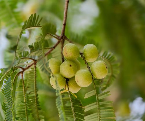 Free High-resolution image of fresh green amla berries hanging on a branch with lush foliage. Stock Photo