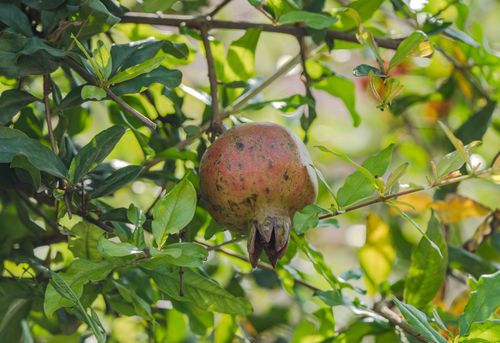 Free Close-up of a single ripe pomegranate on a tree branch amid vibrant green leaves. Stock Photo