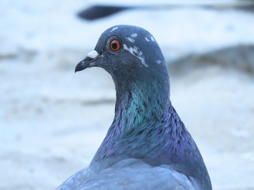 Free A detailed close-up of a vibrant rock dove showing iridescent feathers in Florianópolis, Brazil. Stock Photo
