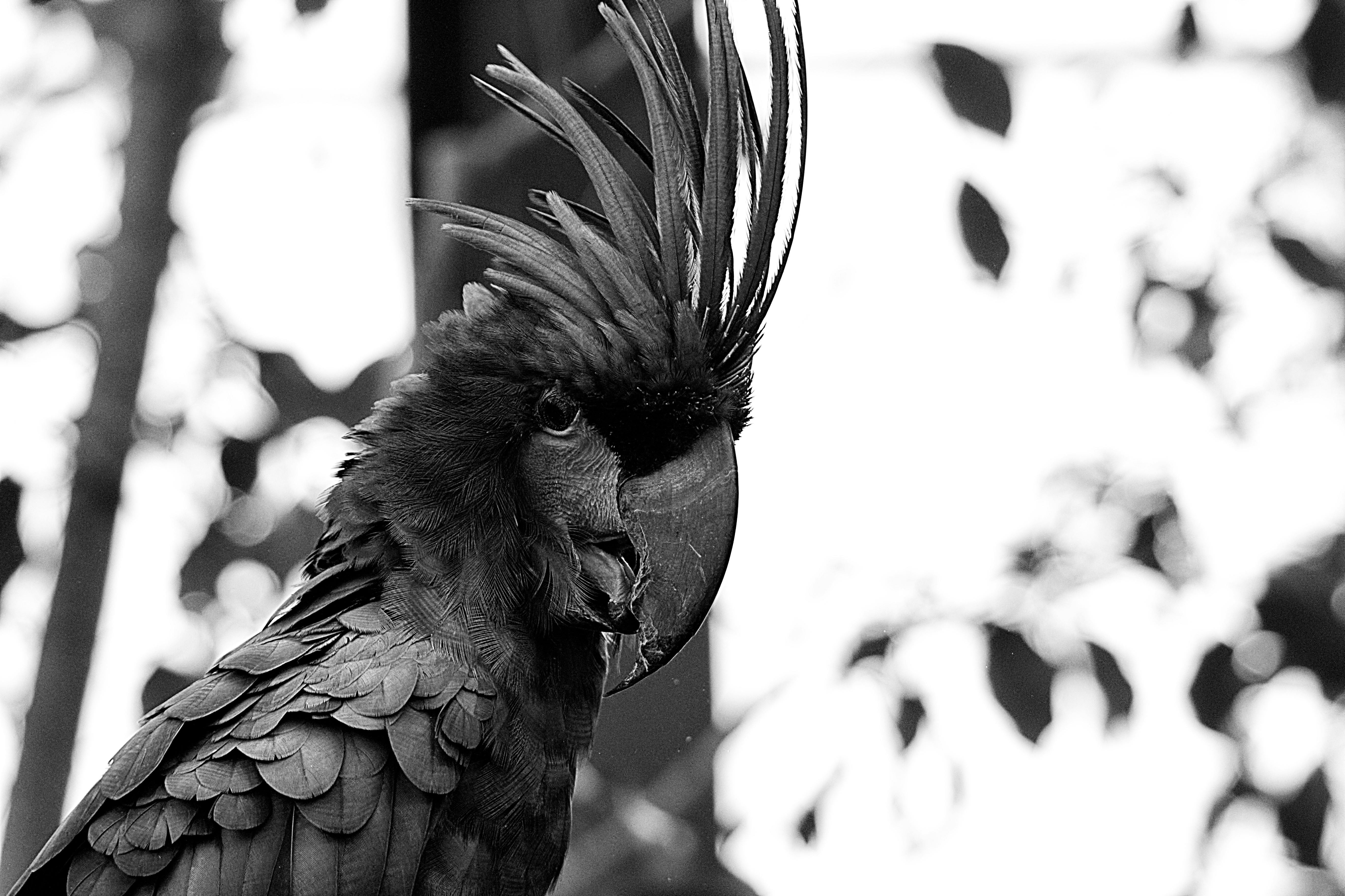 Free stock photo of animal, birds, black and white