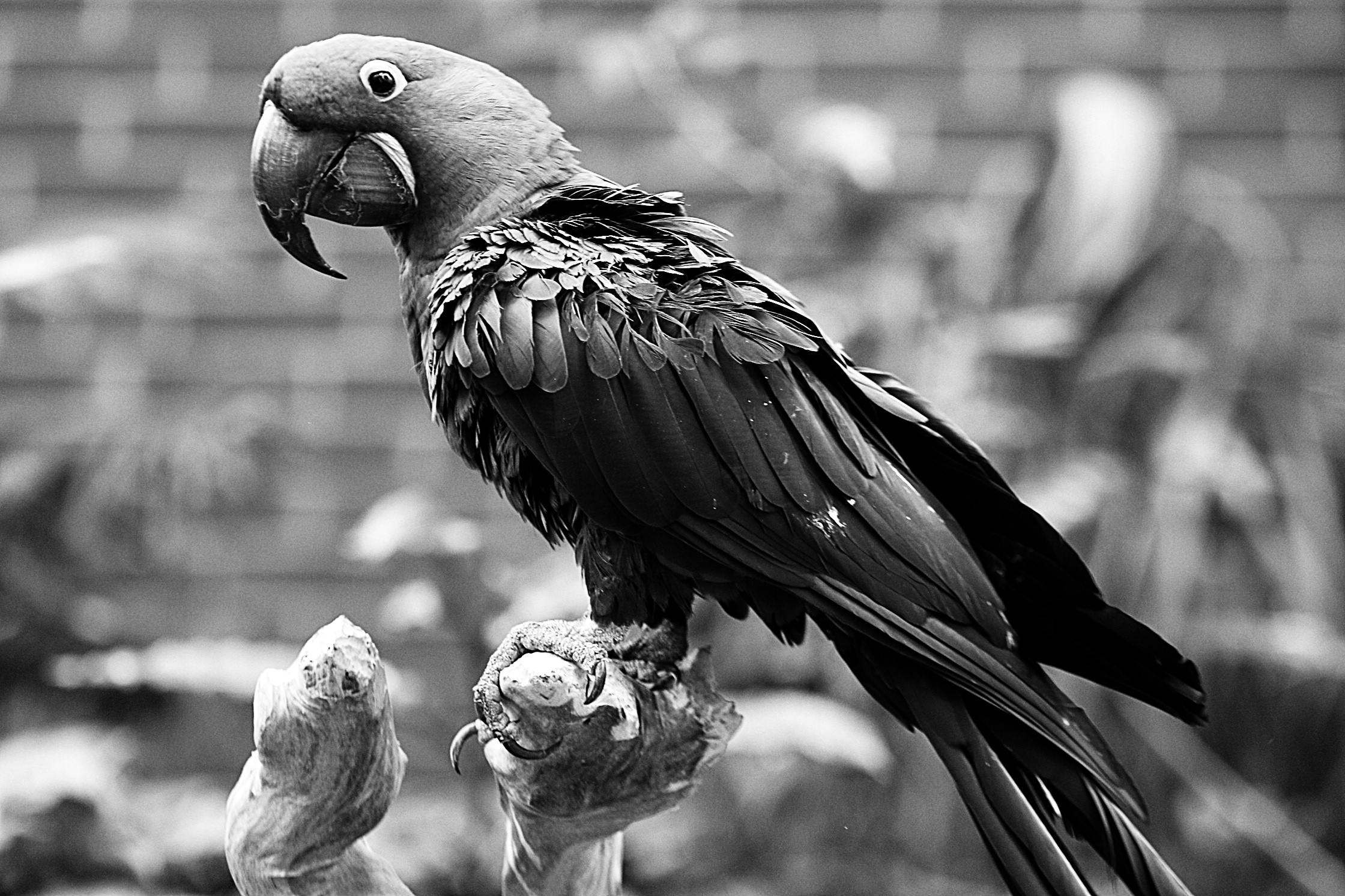 動物の無料の写真素材