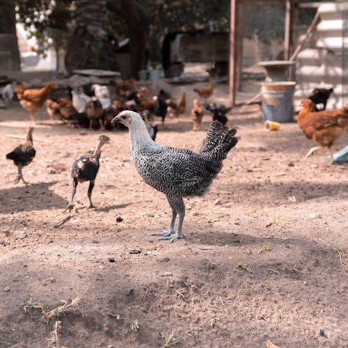 Flock of White and Black Birds on Brown Soil