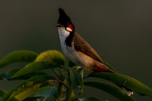 Bird Perched On Green Leaf