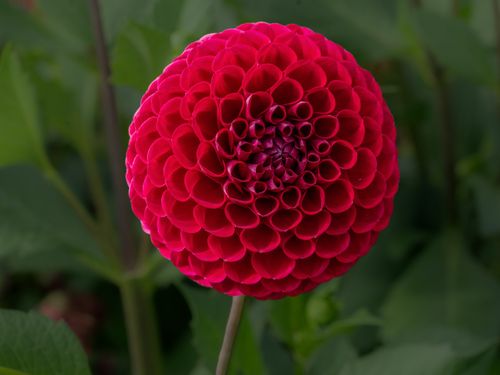 Free Close-up of a vibrant red dahlia flower showcasing intricate petal patterns against a green background. Stock Photo