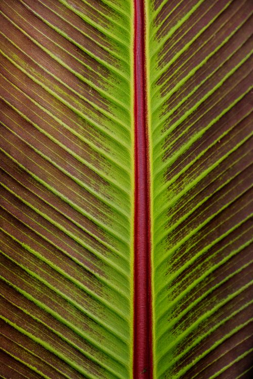 Free Detailed macro shot of a leaf with striking green veins and a central red stripe. Stock Photo