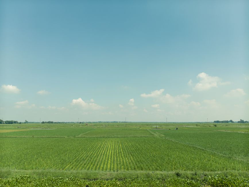 Agricultural fields