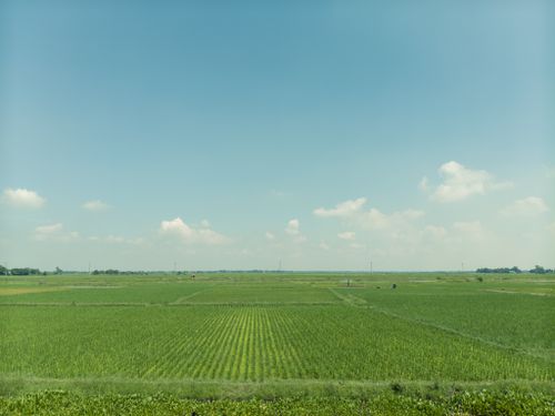 Free Wide view of lush green rice paddies in a rural landscape under a clear blue sky. Stock Photo