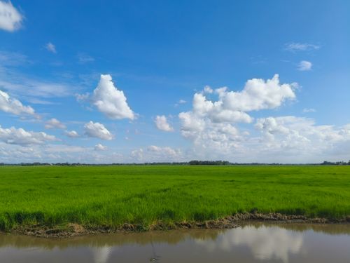 Free Lush green paddy field with bright blue sky and fluffy clouds, reflecting serenity. Stock Photo