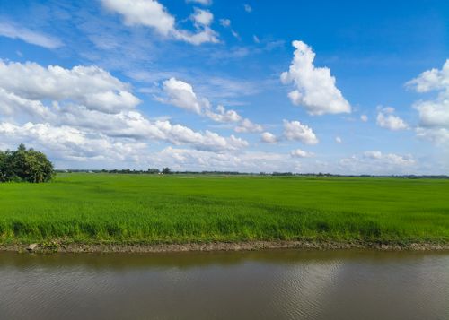 Free Beautiful landscape of lush green rice fields beneath a bright blue sky with fluffy clouds. Stock Photo