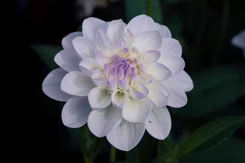 Free A stunning close-up of a white dahlia flower with a purple center, showcasing its delicate petals. Stock Photo