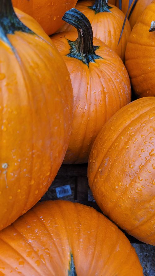 Free Close-up of fresh orange pumpkins with dew drops, symbolizing fall harvest. Perfect for autumn themes. Stock Photo