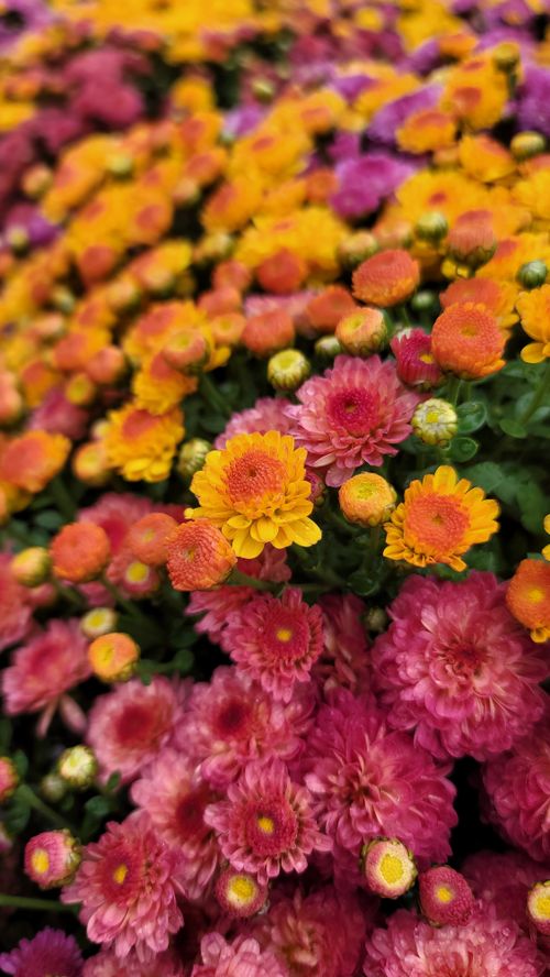 Free A vivid display of colorful chrysanthemums in full bloom, showcasing pink, orange, and yellow flowers. Stock Photo