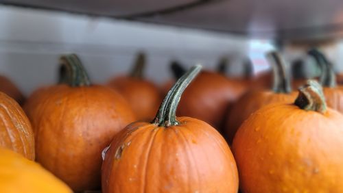 Free Vibrant orange pumpkins in close-up, perfect for fall decorations and seasonal themes. Stock Photo