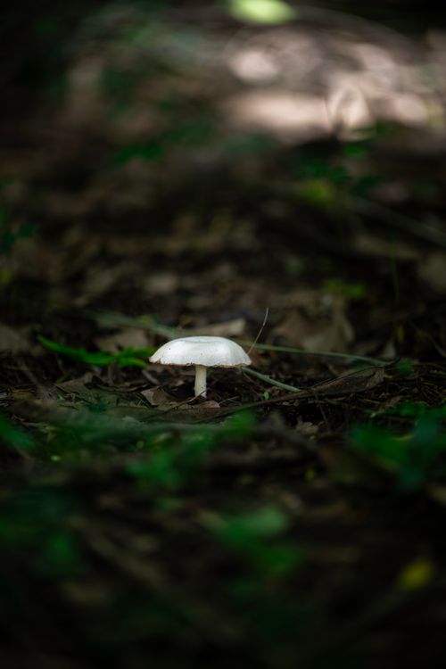 Free Close-up of a white mushroom in a forest, surrounded by leaves and low light. Stock Photo