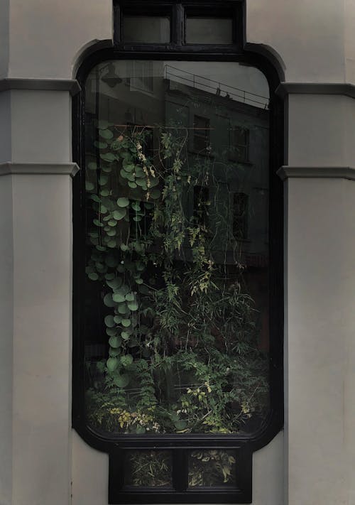 Bezpłatne Zielona Roślina Obok Białej ściany Zdjęcie z galerii
