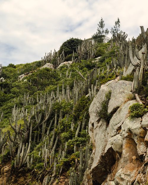 Free Majestic view of a cactus-strewn hillside in Brazil, under a partly cloudy sky. Stock Photo