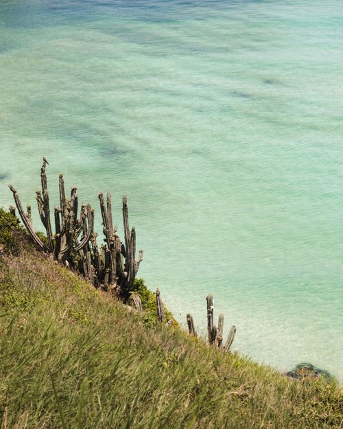 Free Cacti on a grassy cliff overlook the stunning turquoise ocean waters, creating a desert meets beach scene. Stock Photo