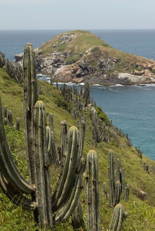 Free Vibrant coastal scene of tall cactus overlooking ocean and island in Brazil. Stock Photo