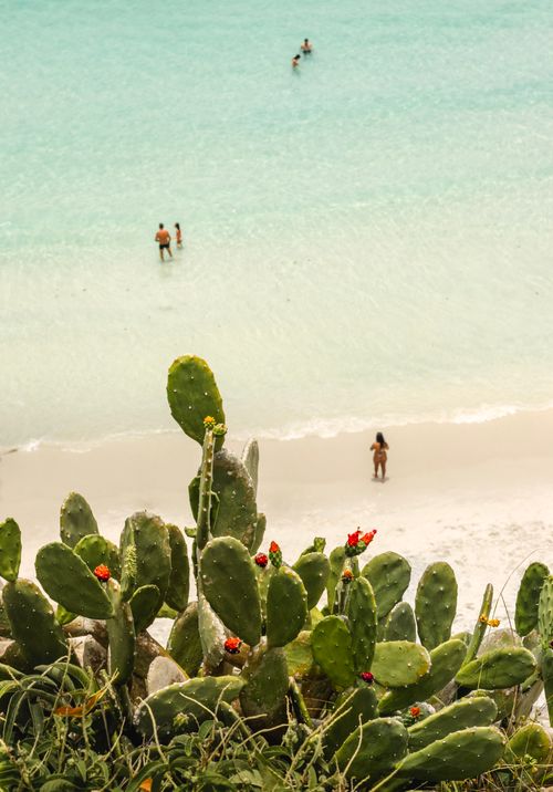 Free View of cacti on a Brazilian beach with swimmers in clear blue water. Stock Photo